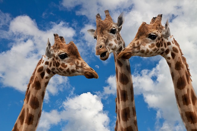 Close-up photo of three giraffes against a sky back, holding a discussion about 
