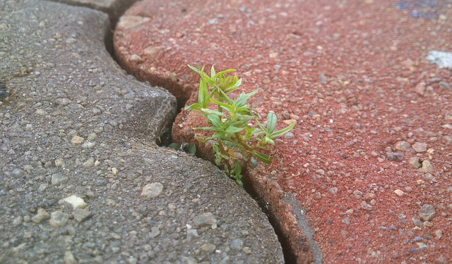 Small plant growing in crack between two concrete slabs.